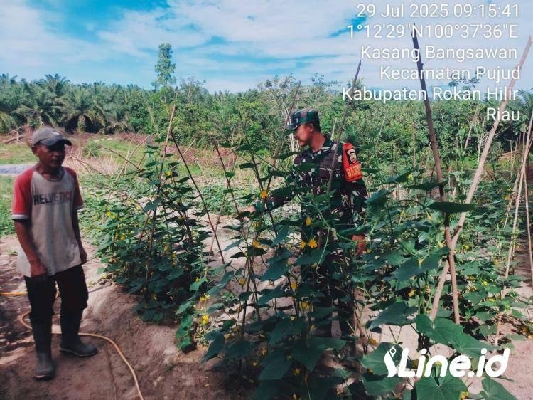 Wujudkan Ketahanan Pangan Nasional, Babinsa Koramil 0321-06/TM Berikan Pendampingan Kepada Petani Timun