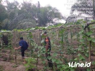 Tingkatkan Hasil Dari Petani Tanaman Gambas, Babinsa koramil 06/TM Kodim 0321/Rohil Lakukan Pendampingan