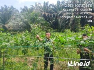 Bantu Petani Dalam Perawatan Kacang Panjang, Babinsa Koramil 06/TM Kodim 0321/Rohil Aktif Bersama Masyarakat