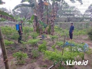 Tingkatkan Hasil Panen Cabe, Babinsa Koramil 0321-06/TM Rohil, Ikut Serta dalam Perawatan bersama Petani