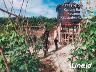Agar Hasil Panen Lebih Meningkat, Babinsa Koramil 0321-06/TM Rohil Berikan Pendampingan Kepada Petani