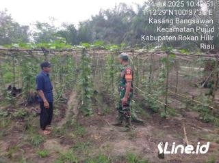 Optimalkan Hasil Panen, Babinss Koramil 0321-06/TM Berikan Pendampingan Kepada Petani Gambas