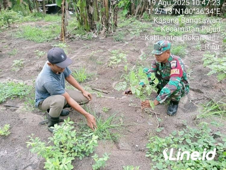 Dampingi Petani Terong, Babinsa Koramil 0321-06/TM  Rohil Mendukung program Ketahanan Pangan Nasional