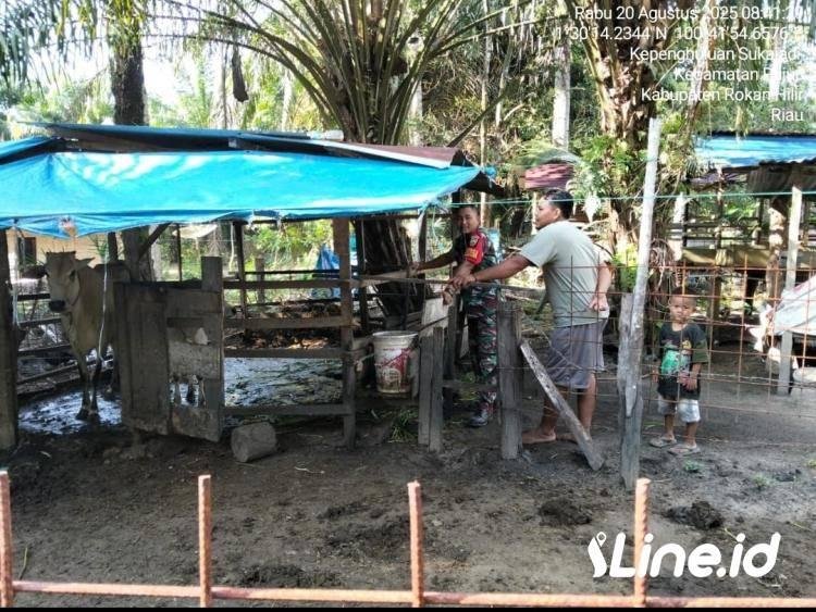 Antisipasi Penyakit Mulut Dan Kuku, Babinsa Koramil 0321-06/TM Rohil Lakukan Pengecekan Pada Hewan Ternak