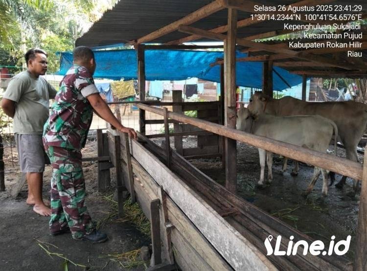Cegah Penularan Penyakit Mulut Dan Kuku, Babinsa Koramil 0321-06/TM Rohil Ajak Warga Memiliki Ternak Jaga Kebersihan
