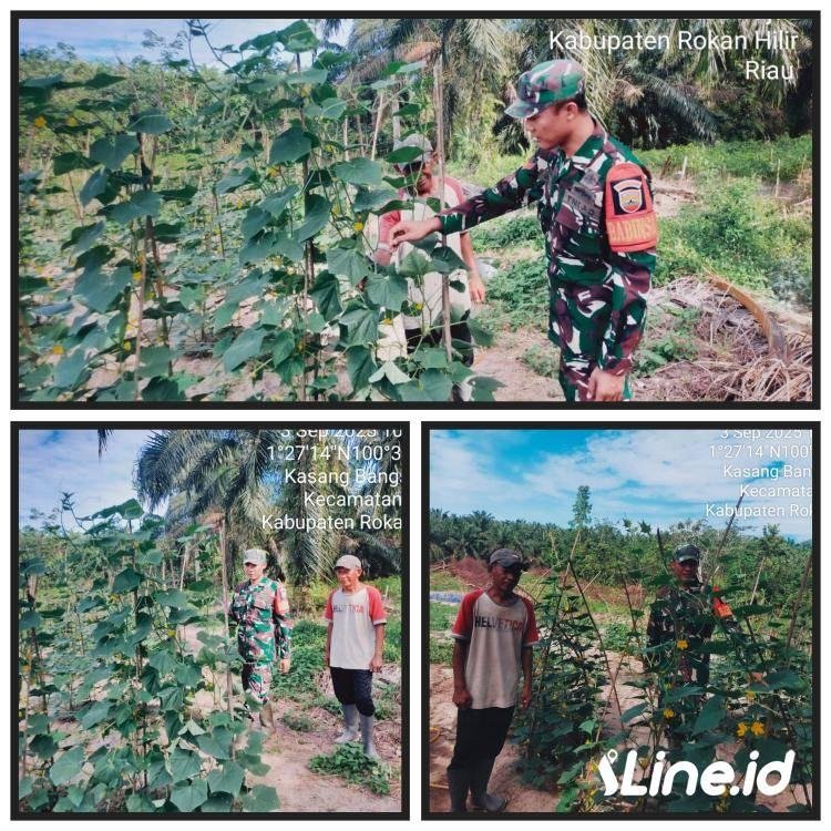Bantu Petani Dalam Perawatan Tanaman Mentimun, Babinsa Koramil 0321-06/TM Rohil Berikan Pendampingan Kepada Warga