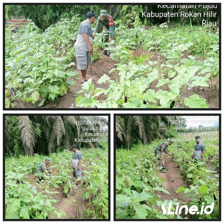 Wujudkan Program Ketahanan Pangan, Babinsa Koramil 0321-06/TM Rohil Bantu Petani Dalam Perawatan Tanaman Terong