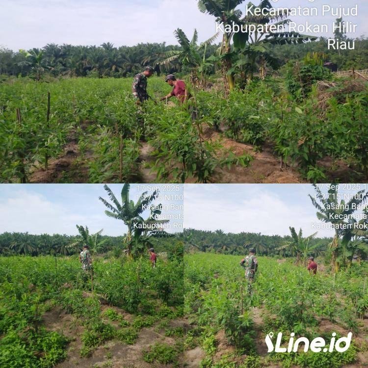 Ikut Serta Dalam Merawat Tanaman Kacang Panjang, Babinsa Koramil 0321-06/TM Rohil Tingkatkan Hasil Panen petani