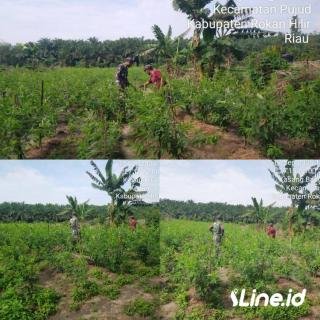 Ikut Serta Dalam Merawat Tanaman Kacang Panjang, Babinsa Koramil 0321-06/TM Rohil Tingkatkan Hasil Panen petani