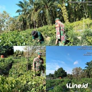 Tingkatkan Hasil Panen Cabe, Babinsa Koramil 0321-06/TM Rohil Berikan Pendampingan Kepada Petani