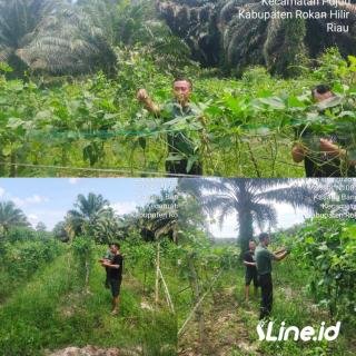 Ikut Serta Dalam Perawatan Tanaman Kacang Pancang, Babinsa Koramil 0321-06/TM Rohil Tingkatkan Hasil Panen
