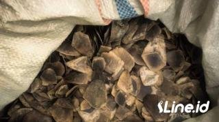 Tim Subdit IV Tipidter Ditreskrimsus Polda Riau, Berhasil Aman Satu Orang Pelaku penyelundupan sisik tenggiling seberat 30 Kg