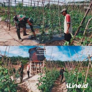 Wujudkan Hasil Panen Yang maksimal, Babinsa Koramil 0321-06/TM Rohil Ikut Serta Merawat Tanaman Kacang Panjang