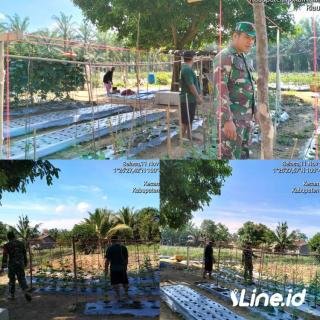 Ajari Petani merawat Tanaman, Babinsa Koramil 0321-06/TM Rohil Bersama Warga Tingkatkan Hasil Panen Mentimun