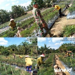 Tingkatkan Hasil Panen Pare, Babinsa Koramil 0321-06/TM Rohil Berikan Pendampingan Kepada Petani