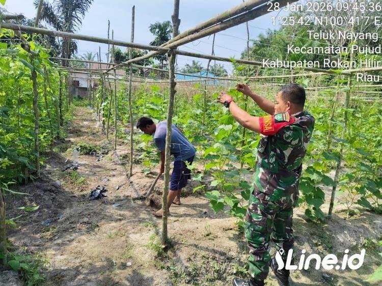 Dampingi Petani Mentimun, Babinsa Koramil 0321-06/TM Rohil Ajari Petani Cara merawat Tanaman
