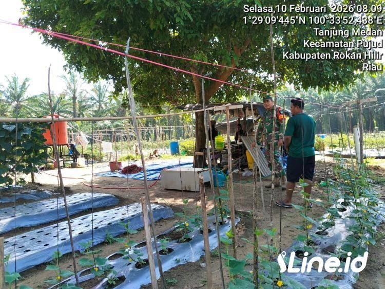 Berdayakan Hanpangan, Babinsa Koramil 0321-06/TM Rohil Kembali Bantu Perawatan Tanaman Mentimun