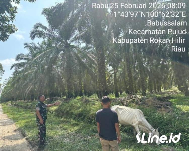 Tidak Ditemukan Penyakit Mulut Dan Kuku Pada Hewan Ternak Warga, Personil Koramil 0321-06/TM Rohil Rutin Lakukan Pengecekan