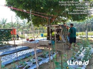 Berdayakan Hanpangan, Babinsa Koramil 0321-06/TM Rohil Kembali Bantu Perawatan Tanaman Mentimun