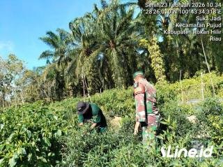 Lakukan Perawatan Tanaman Cabe, Personil Koramil 0321-06/TM Rohil Dampingi Para Petani Didesa Binaan