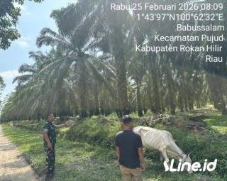 Tidak Ditemukan Penyakit Mulut Dan Kuku Pada Hewan Ternak Warga, Personil Koramil 0321-06/TM Rohil Rutin Lakukan Pengecekan