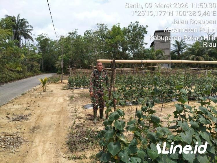 Rutin Lakukan Pembinaan Kepada Petani Yang Ada Didesa Binaan, Personil Koramil 0321-06/TM Rohil Ajak Warga Gunakan Lahan Kosong