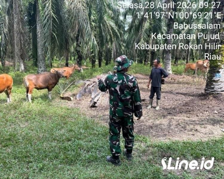 Rutin Lakukan Pengecekan Kepada Hewan Ternak Warga, Personil Koramil 0321-06/TM Rohil memberikan beberapa tips agar lembu sehat