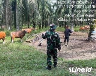 Rutin Lakukan Pengecekan Kepada Hewan Ternak Warga, Personil Koramil 0321-06/TM Rohil memberikan beberapa tips agar lembu sehat