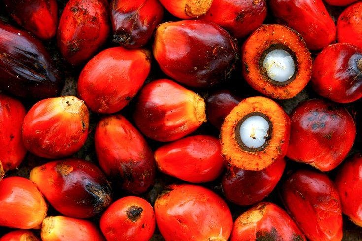Harga TBS Sawit Riau Turun, Tembus Rp3.874 per Kg