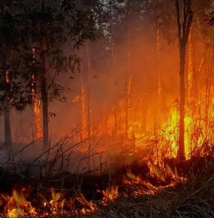 Riau Provinsi Kedua Prioritas Penanganan Karhutla