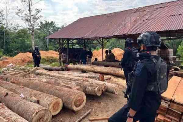 Polda Riau Tangkap DPO Kasus Perdagangan Kayu Ilegal di HPT Lipai Siabu