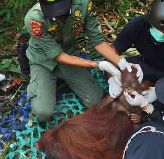 Tiga Orangutan Dievakuasi dan Dilepasliarkan di Taman Nasional Gunung Palung