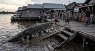 Buaya Muara Naik ke Darat Teror Warga Desa Undan