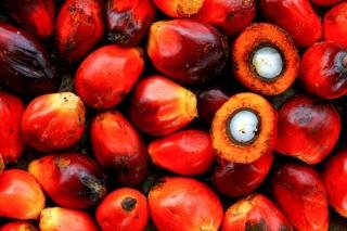 Harga TBS Sawit Riau Turun, Tembus Rp3.874 per Kg