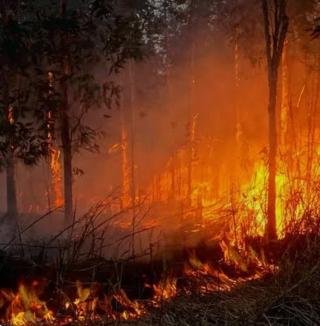 Riau Provinsi Kedua Prioritas Penanganan Karhutla