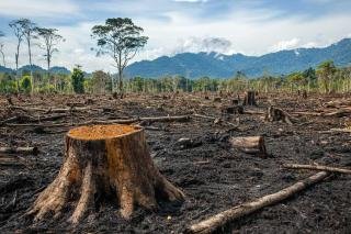 Polisi Tangkap Dua Perambah Hutan di Bengkalis 