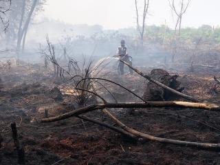 Garap Kebun Sawit di Kawasan Hutan, Pria di Bengkalis Jadi Tersangka