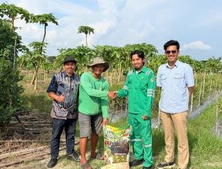 Pupuk FABA Bantu Percepat Panen Pepaya California Petani Kualu