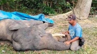 Gajah Diego Mati di PLG Minas Riau, Diduga Akibat Gangguan Pencernaan